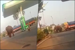 Elephant Found in Belagavi Pune National Highway