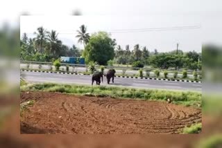 தமிழக ஆந்திரா எல்லைப் பகுதியில் இருந்து வெளியேறிய காட்டு யானைகள் தேசிய நெடுஞ்சாலை கடந்து செல்லும் காட்சிகள்