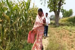 satbarwa-block-prabha-devi-earning-good-income-by-using-technology-in-farming-in-palamu