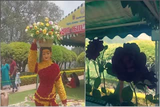 Ooty Rose exhibition