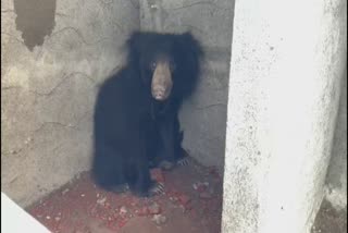 bear roaming in suryapet district