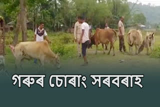 Cattle smuggling in Assam