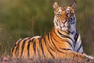 Tiger hunted cow in Alwar