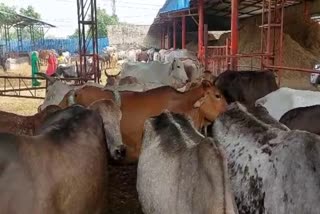 Fodder problem in Ballabhgarh gaushala