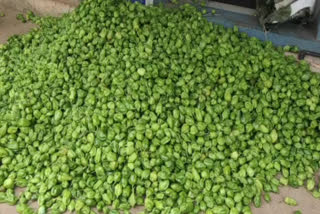 മാലിമുളക്  മാലിമുളകിന് വില ഇടിയുന്നു  mali chilli price crisis Idukki  mali chilli  chilli farming idukki  chilli price crisis  ഇടുക്കിയിലെ മാലി മുളക് കൃഷി  മാലിമുളക് കൃഷി