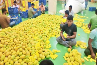 Mangoes Exported