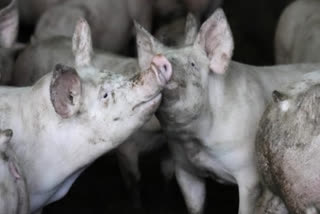 African swine fever in Aligarh, sale of pork banned