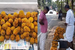 wild jackfruit demand in kochi  wild jackfruit  Artocarpus hirsutus  jackfruit demand  ആഞ്ഞിലിച്ചക്ക വിപണി  ആഞ്ഞിലിച്ചക്ക  ആഞ്ഞിലിച്ചക്ക പോഷകങ്ങൾ