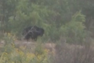 Bears increased problems of Sariska administration