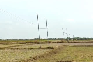 electric wire is passes through bamboo poles