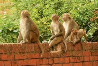 Monkeys Found Fead