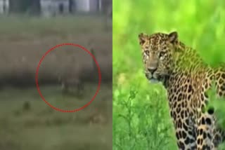 leopard-attacked-on-farmers-in-pilibhit-up-farmer-injured