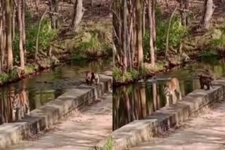 panna tigress family found relief from heat