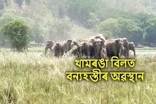 Wild Elephant at Chandrapur
