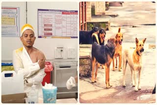 યુવકને પીઠી ચોળી અને કૂતરાએ બચકા ભરતા લગ્રનમાં જવા પહેલા નવી સિવિલ હોસ્પિટલ પહોંચ્યો
