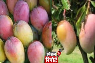 Varanasi mango news