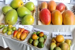 Mango festival in Kannur  വംശനാശത്തിന് വിടില്ല  മധുരം പകര്‍ന്ന് കുഞ്ഞിമംഗലം  മാമ്പഴ മേളയൊരുക്കി കുഞ്ഞിമംഗലം കൂട്ടായ്‌മ  കുഞ്ഞിമംഗലം മാമ്പഴ കൂട്ടായ്‌മ  കണ്ണൂര്‍ വാര്‍ത്തകള്‍  കണ്ണൂര്‍ ജില്ല വാര്‍ത്തകള്‍  കണ്ണൂര്‍ പുതിയ വാര്‍ത്തകള്‍  kerala news updates  latest news in kerala