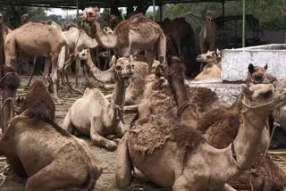 Rescued camels in Maharashtra to sent back to Rajasthan