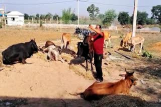 cattle killed in Raod accident in jashpur