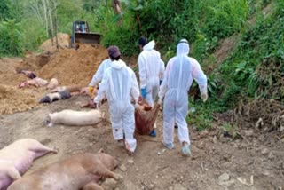 African Swine Fever outbreak in Meghalaya