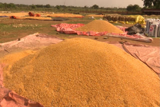 Maize farmers