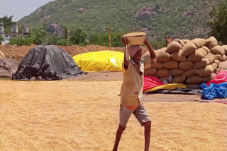 maize farmers