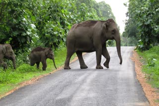 Elephant Corridor