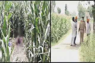 A half-burnt body was recovered in Kala Jhar village of Sangrur