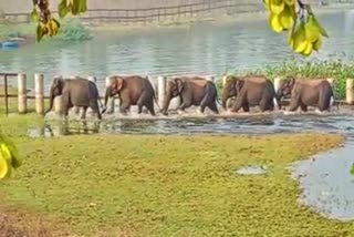 Elephants in Nagarhole forest range