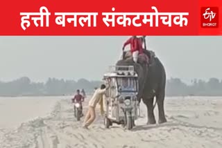 Elephant Pushing Rickshaw