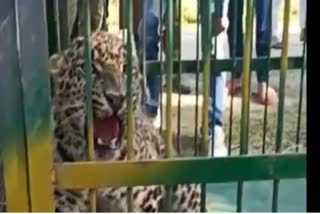 leopard-captured-alive-in-kulgam-and-budgam