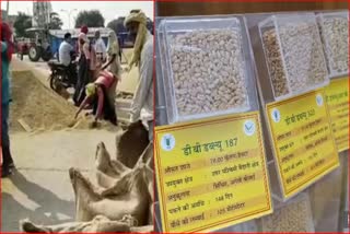 four new varieties of wheat in Haryana