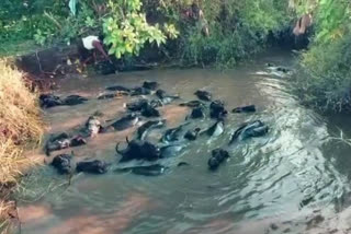 Buffaloes Fell Into A Well