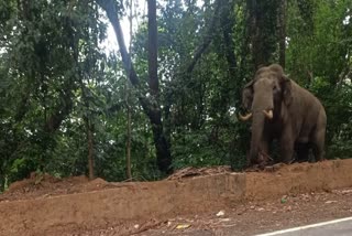 elephant-seen-in-charmadi-ghat