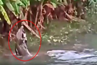 crocodile hunted to calf in kendrapara