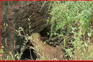 elephant rescued from well by forest department