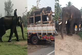 திருப்பத்தூருக்கு 3 கும்கி யானைகள் வருகை