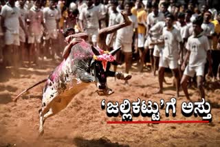 Jallikattu