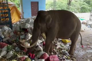 Padayappa  പടയപ്പ  Padayappa wild elephant  Padayappa at Munnar  നല്ലതണ്ണി കല്ലാർ മാലിന്യ പ്ലാന്‍റ്  wild elephant Padayappa  വനം വകുപ്പ്  Forest Department  wild elephant Padayappa at idukki  മൂന്നാറിൽ നിലയുറപ്പിച്ച് പടയപ്പ