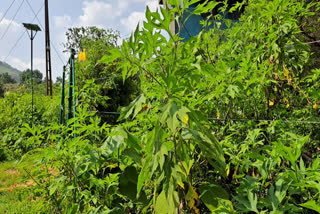 Solar fencing installed to prevent elephant  Solar fencing  Solar fencing installed  സോളാര്‍ ഫെന്‍സിങ് കാടുകയറി നശിക്കുന്നു  കാട്ടാന ആക്രമണം  സോളാര്‍ ഫെന്‍സിങ്  തേവാരംമെട്ട്  അണക്കരമെട്ട്