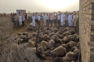 संदिग्ध परिस्थितियों में 65 भेड़-बकरियों की हुई मौत