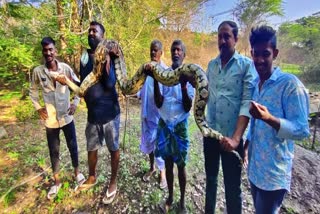 python-rescued-in-mandya