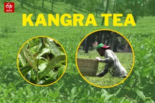 Kangra tea production 2023.