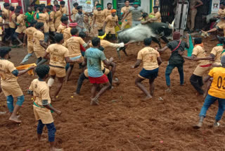 SC verdict on pleas challenging law allowing bull-taming sport 'Jallikattu'