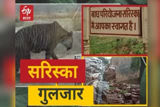 Number of Tourists increased in Sariska