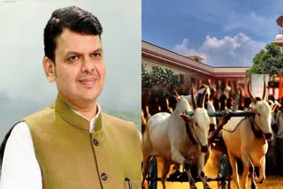 Devendra Fadnavis On Bullock Cart Races