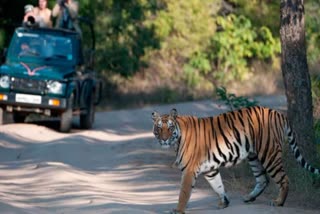 Tiger death in Bandhavgarh