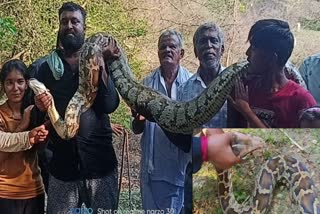 Huge python captured in Chamanahalli village of Mandya Karnataka