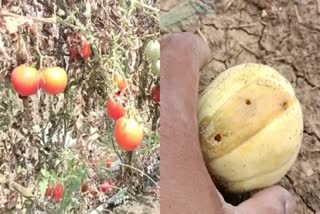 unseasonal rains badly affect tomato