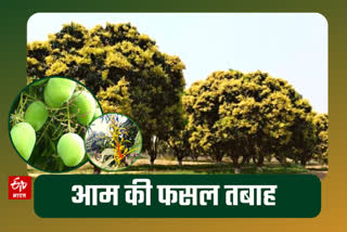 Unseasonal rain damages mango crop in Hamirpur